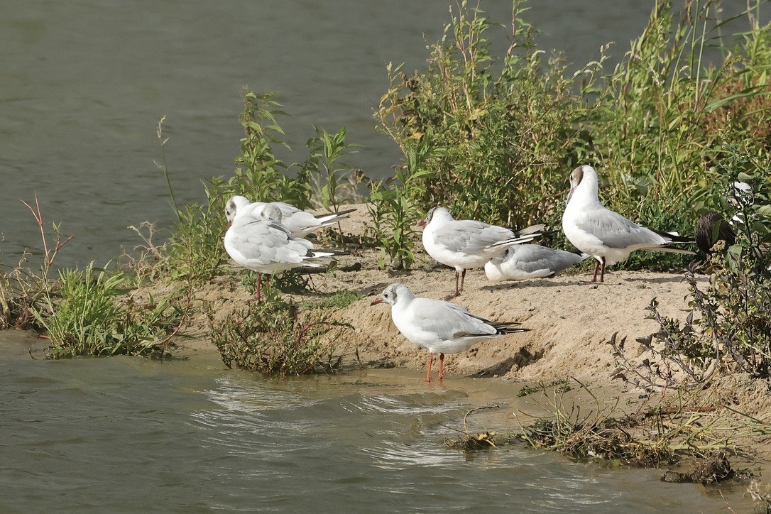 Black-headed Gull - ML646226416