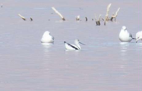 American Avocet - ML646226417