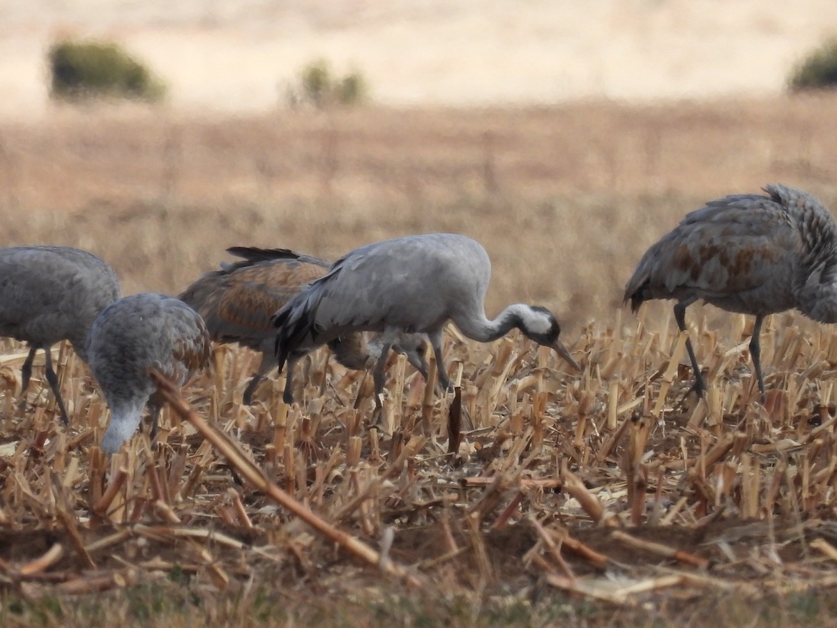 Common Crane - ML646226419