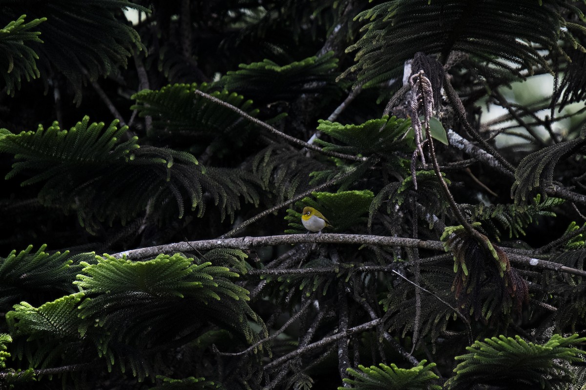 Indian White-eye - ML646226420