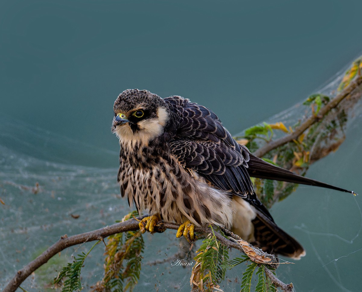 Eurasian Hobby - ML646226421