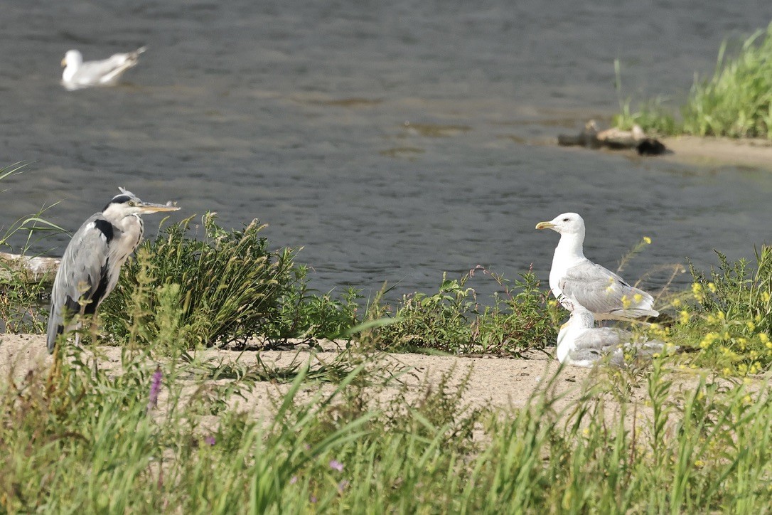 Caspian Gull - ML646226423