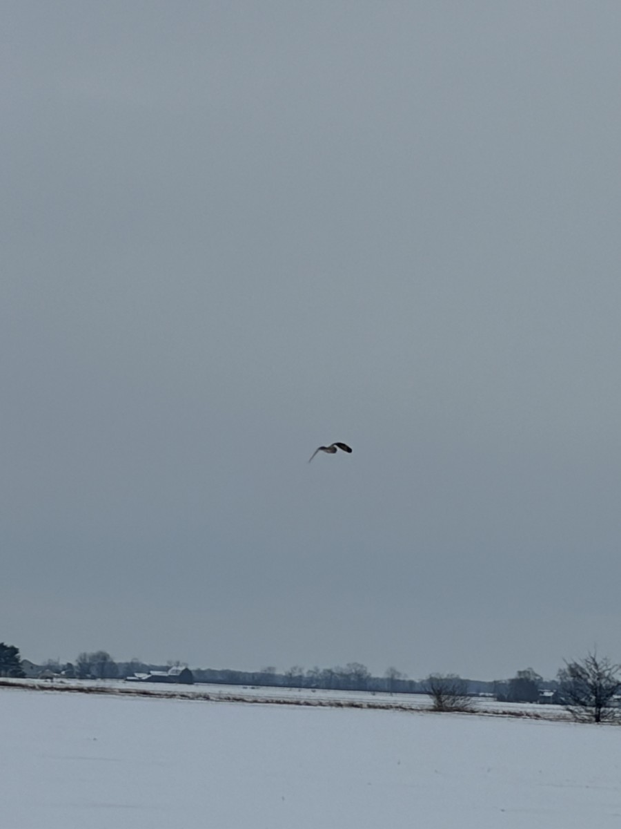 Short-eared Owl - ML646226424