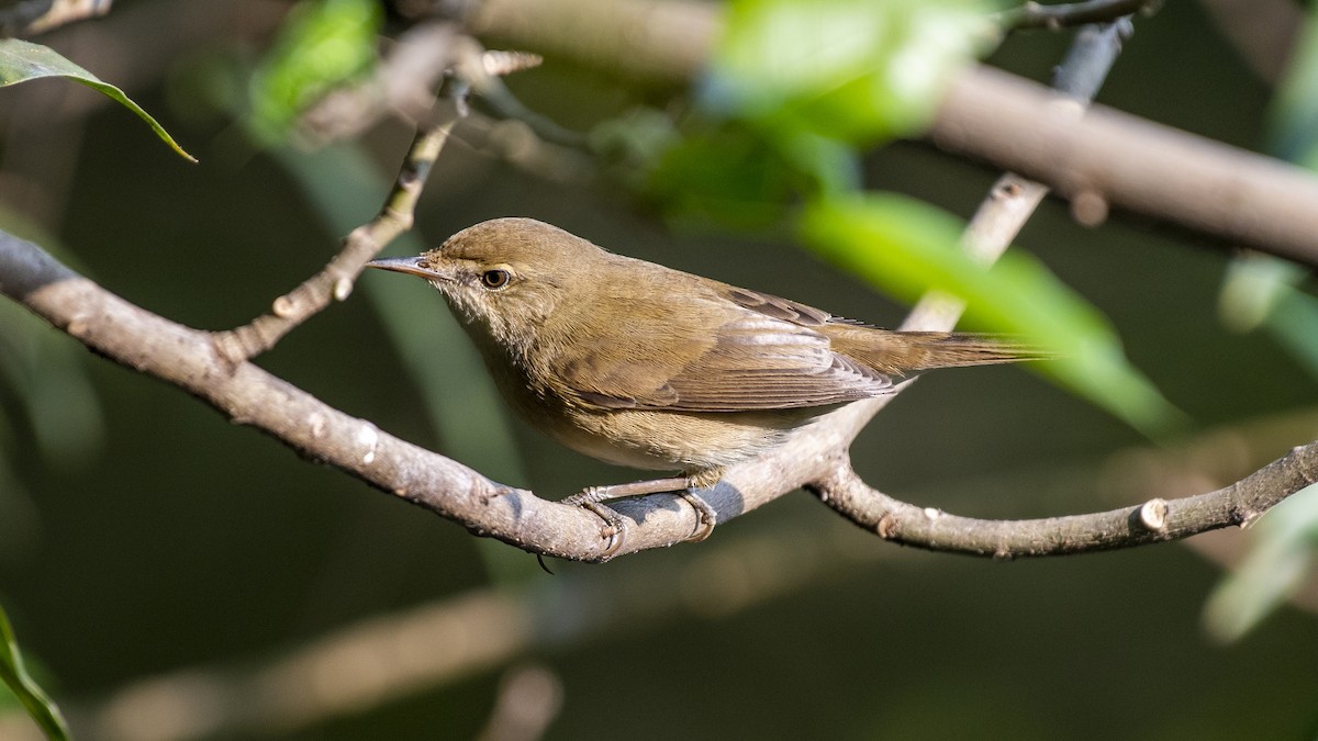 Blyth's Reed Warbler - ML646226425