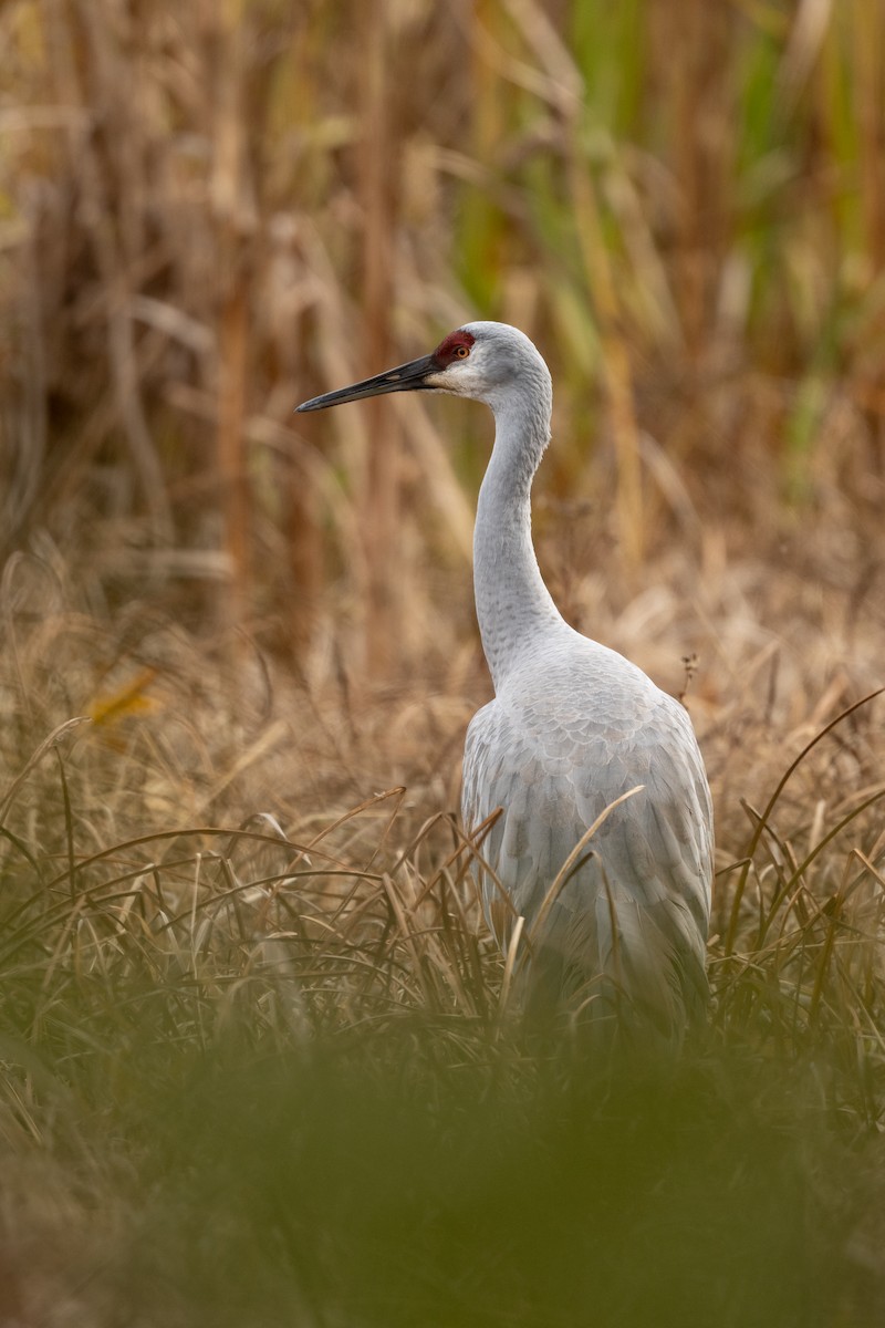 Sandhill Crane - ML646226426