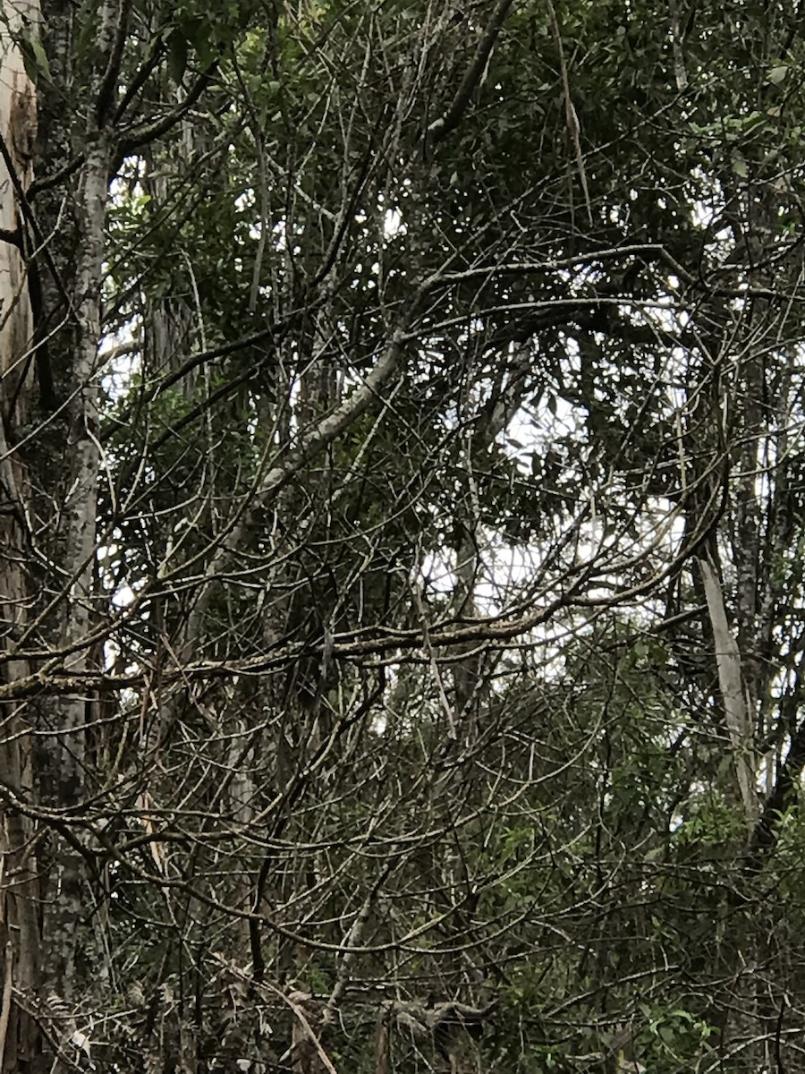 Golden Whistler - ML646226429