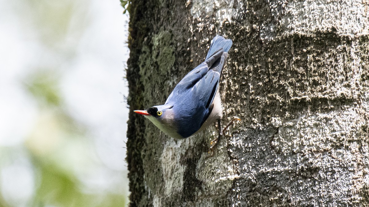 Velvet-fronted Nuthatch - ML646226439