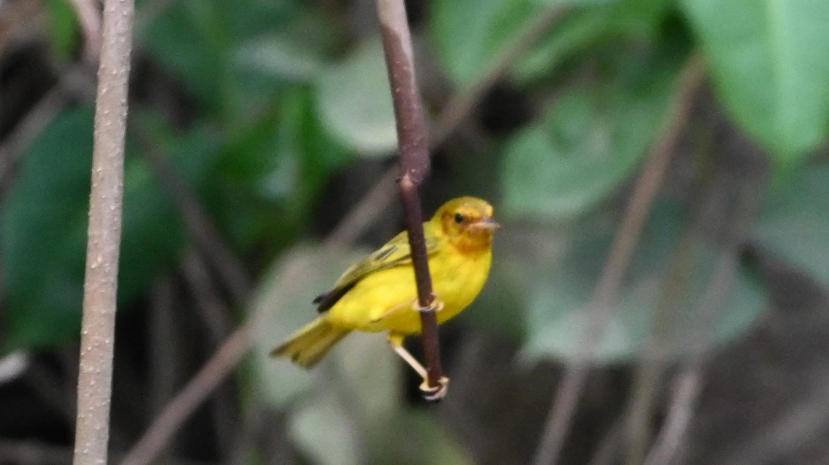 Mangrove Yellow Warbler (Panama) - ML646226441