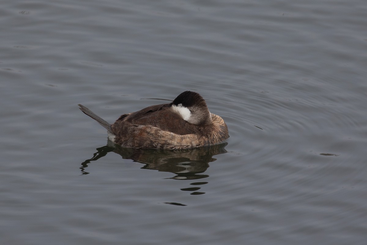 Ruddy Duck - ML646226444