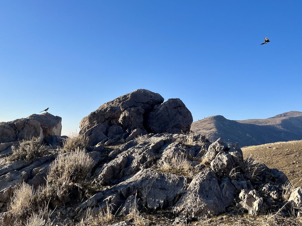 Black-billed Magpie - ML646226446