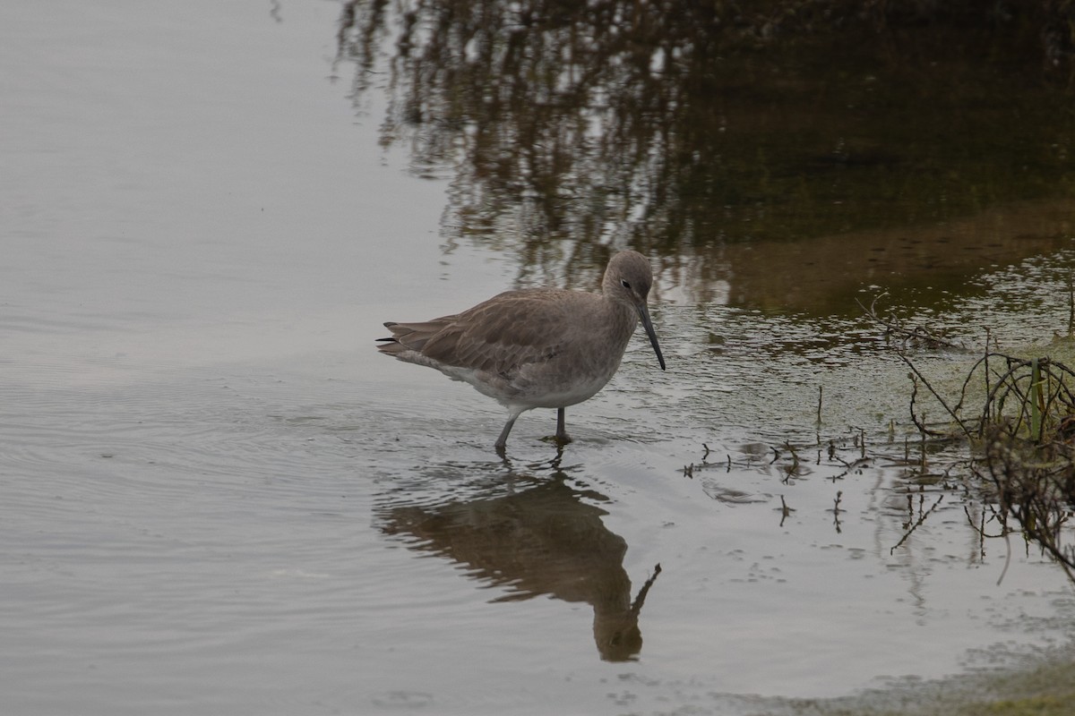 Willet (Western) - ML646226447