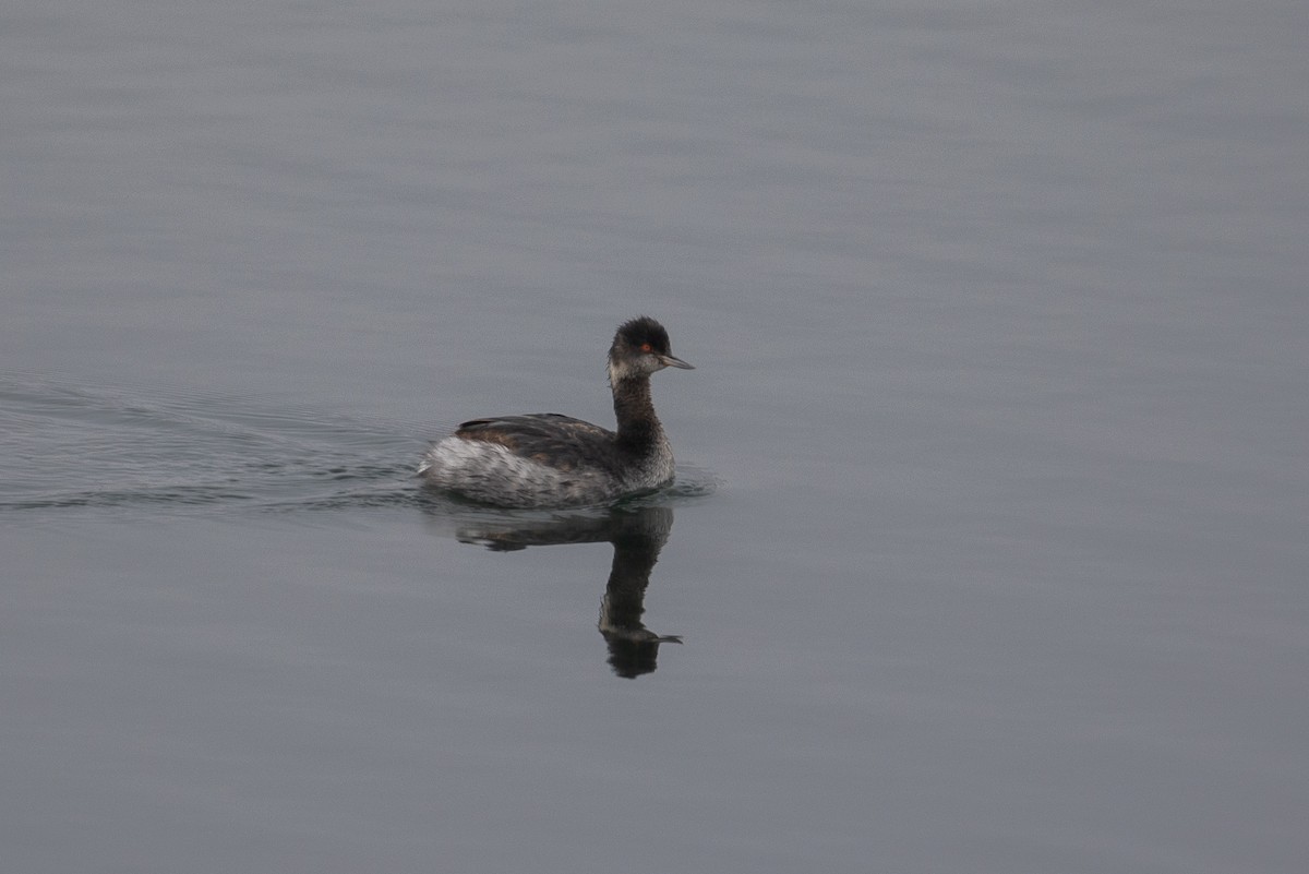 Eared Grebe - ML646226465