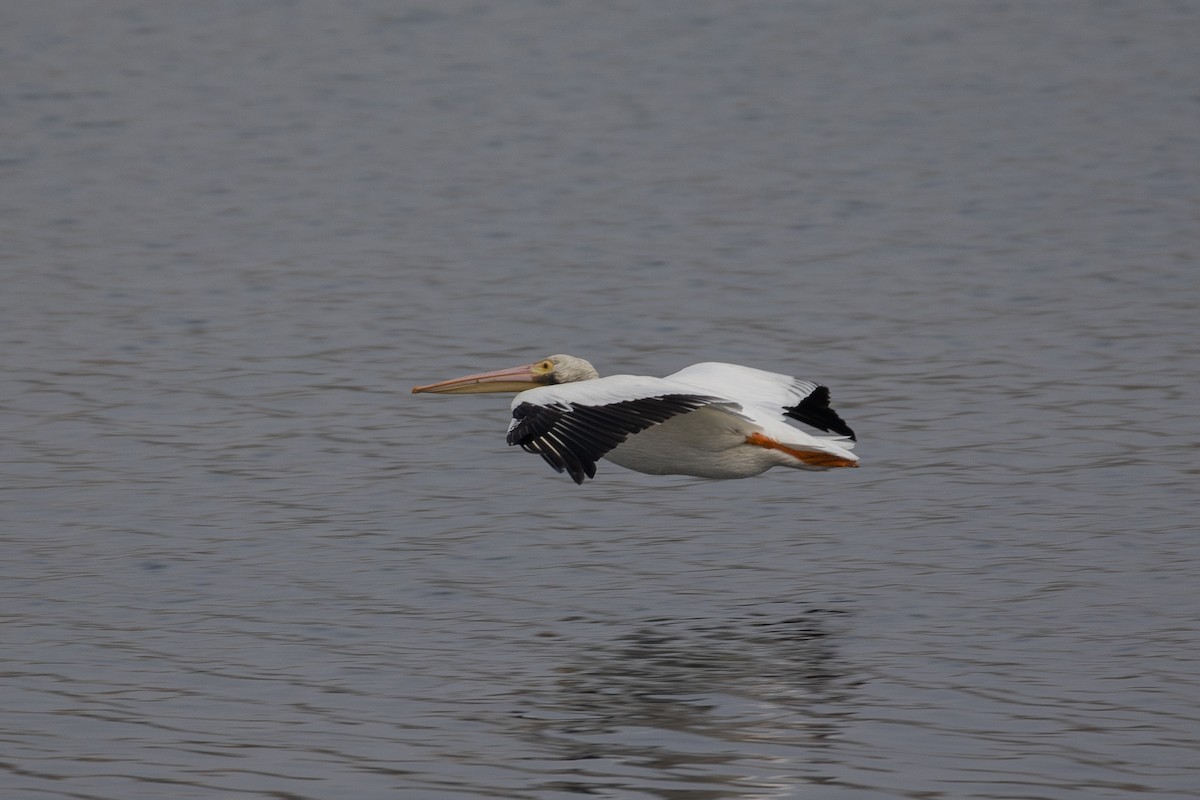 Amerika Pelikanı - ML646226470