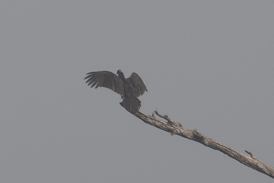Turkey Vulture - ML646226479