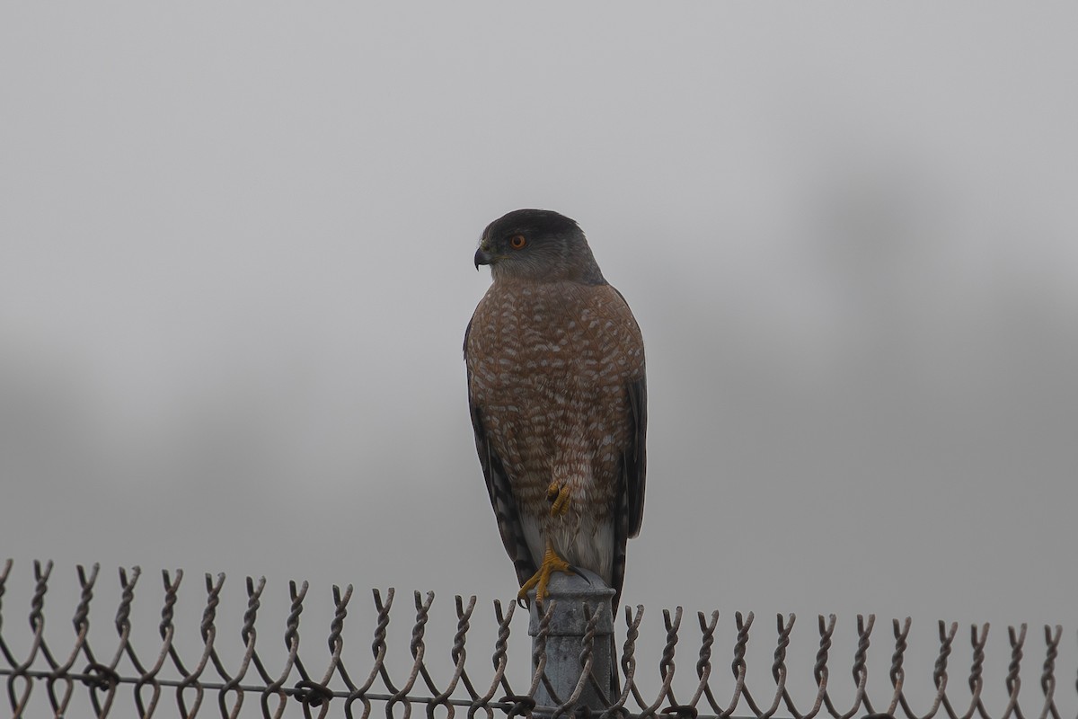Cooper's Hawk - ML646226485