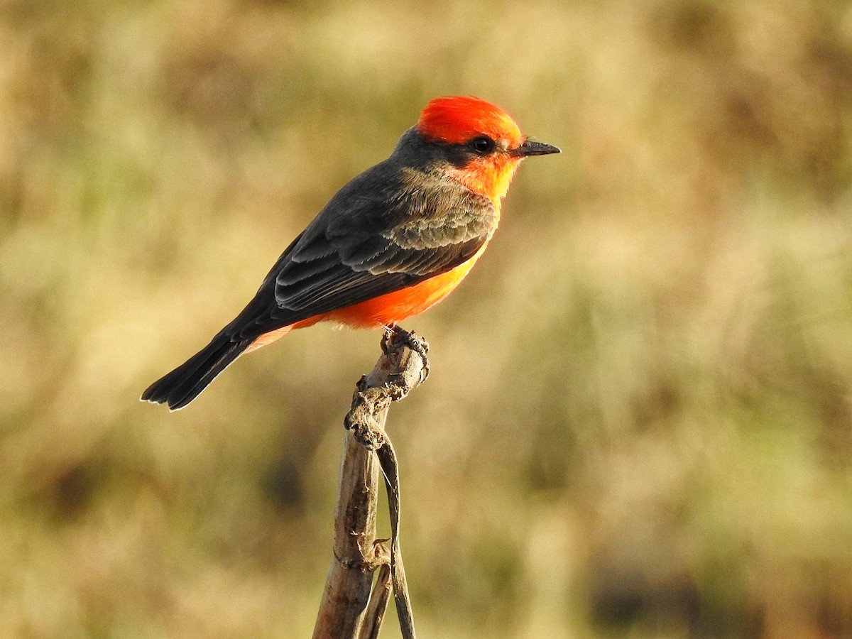 Vermilion Flycatcher - ML646226487