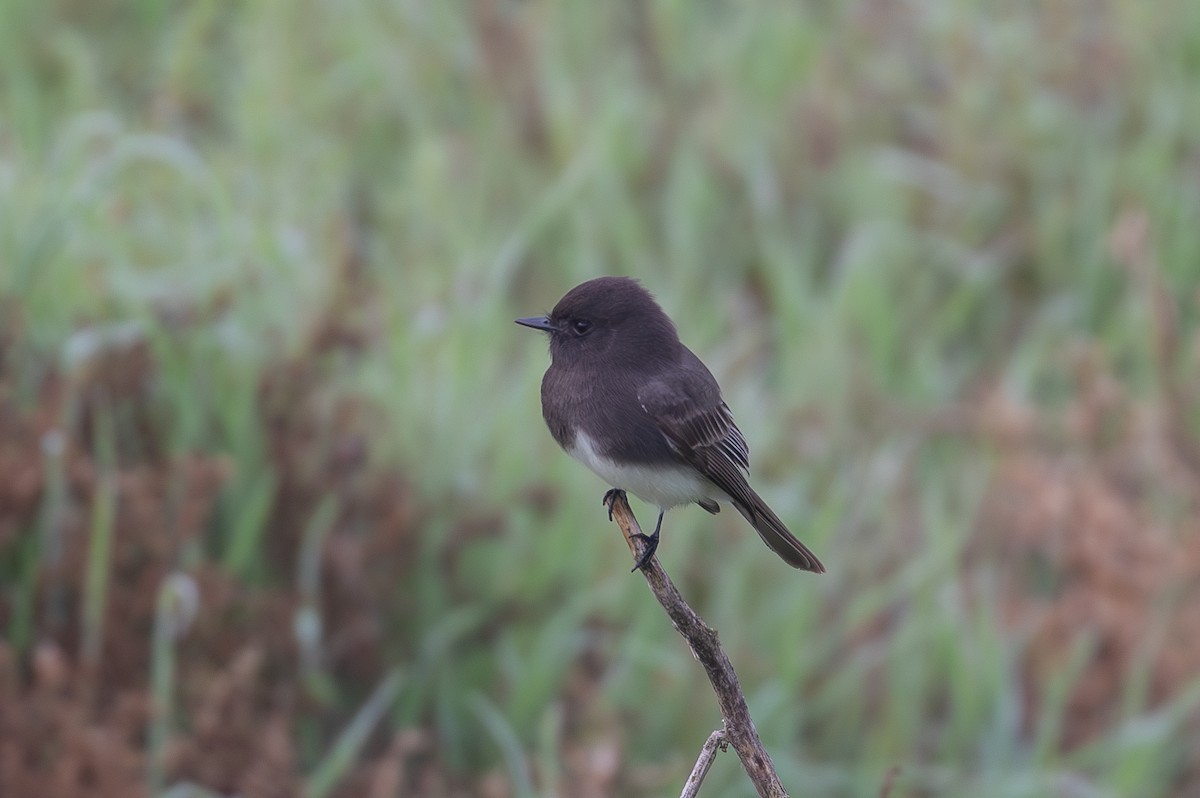 Black Phoebe - ML646226489