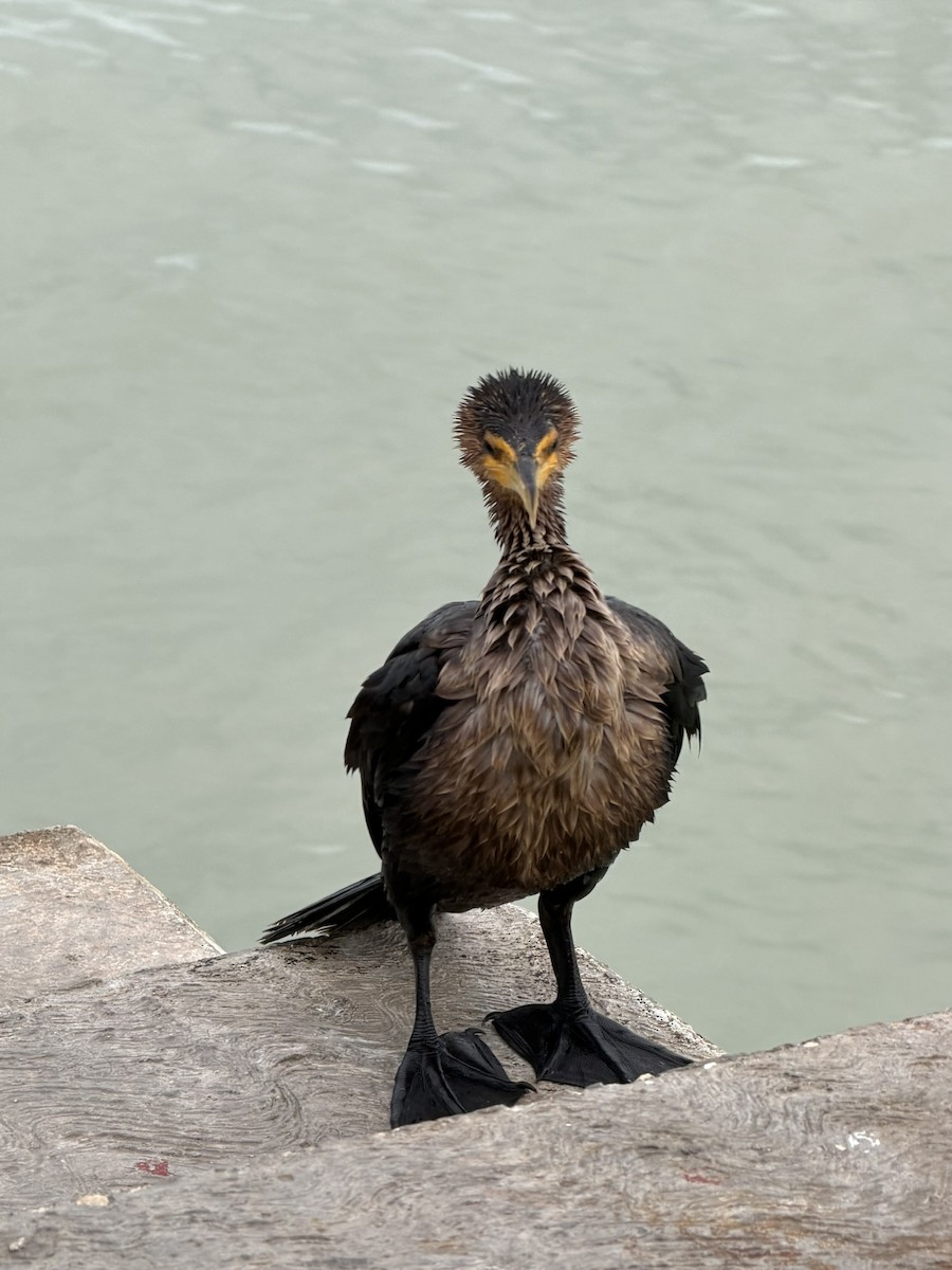 Ушастый баклан - ML646226492