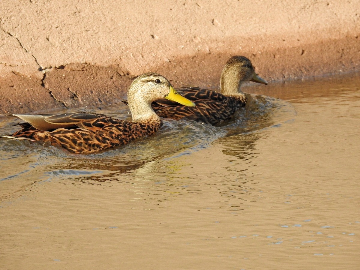Mexican Duck - ML646226495