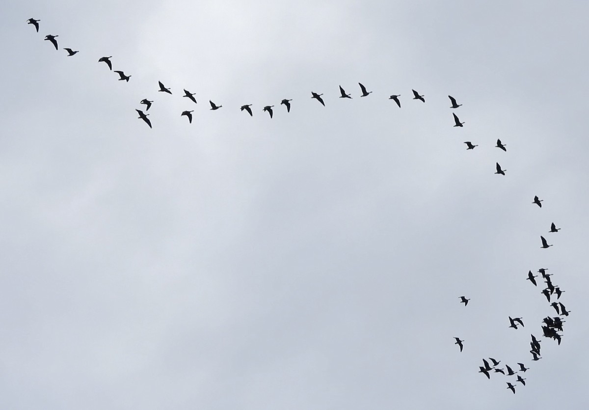 小加拿大雁 - ML646226499