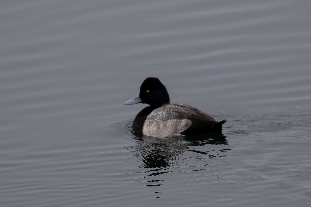 Lesser Scaup - ML646226501