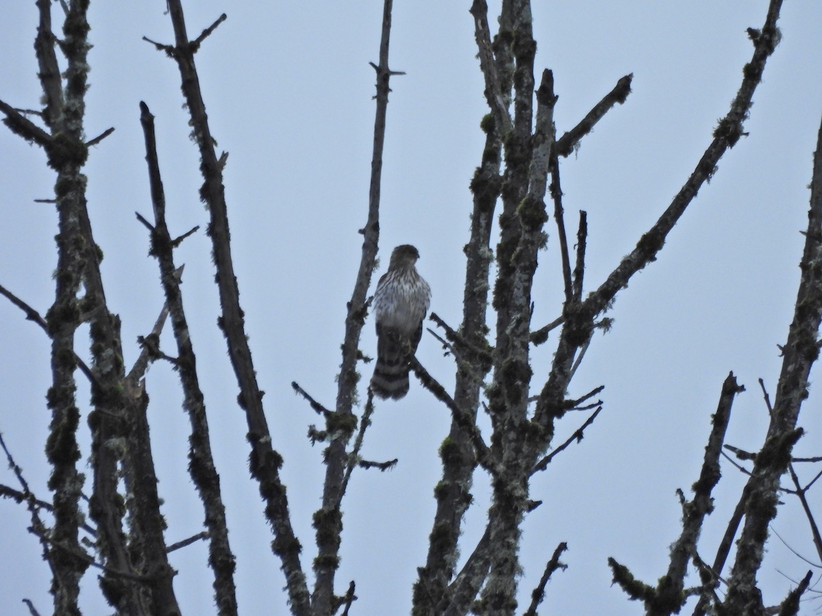 Cooper's Hawk - ML646226505