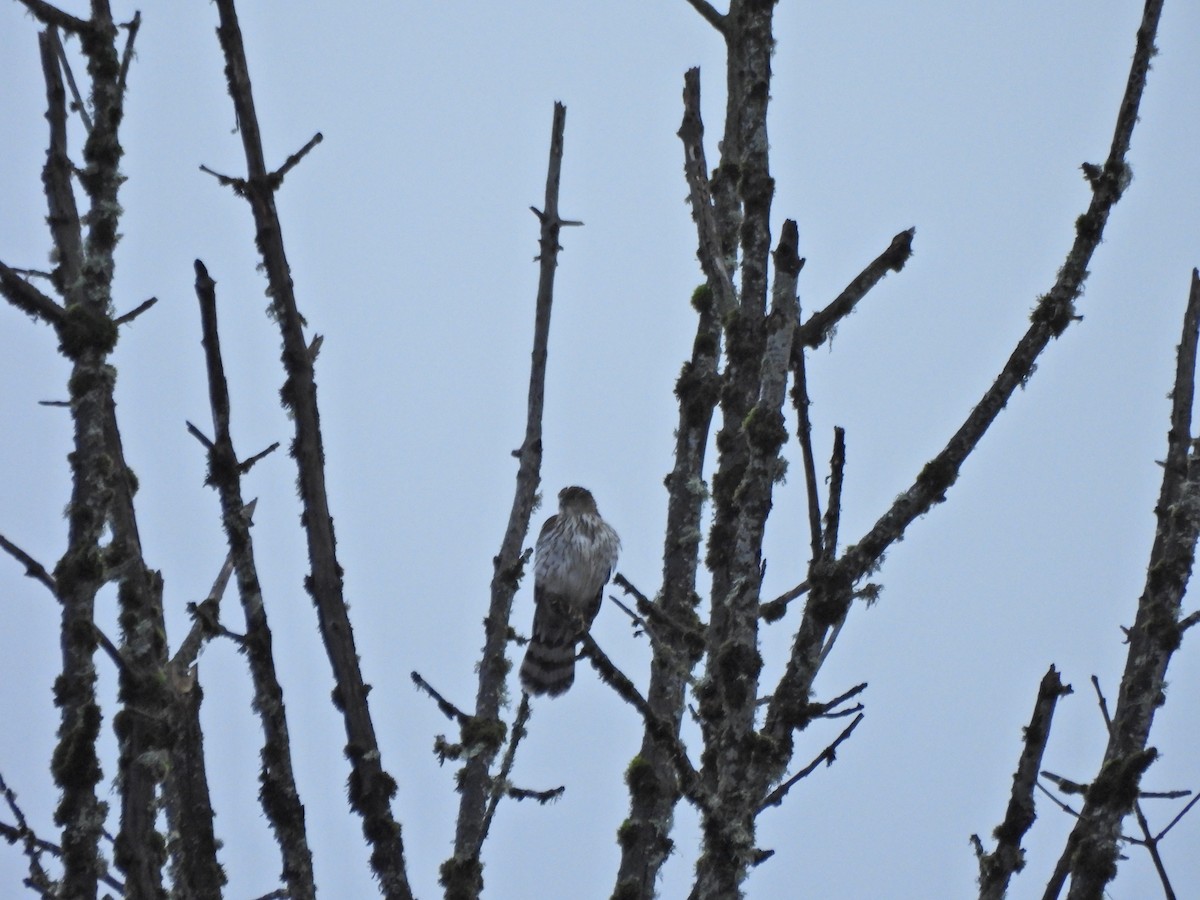 Cooper's Hawk - ML646226506