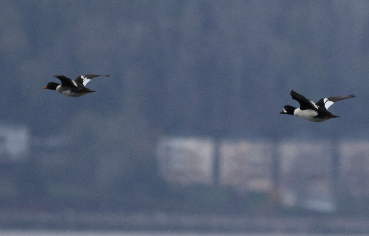 キタホオジロガモ - ML646226507