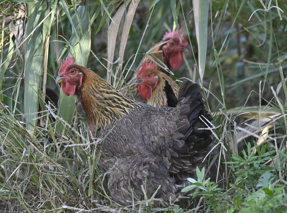 Red Junglefowl (Domestic type) - ML646226509