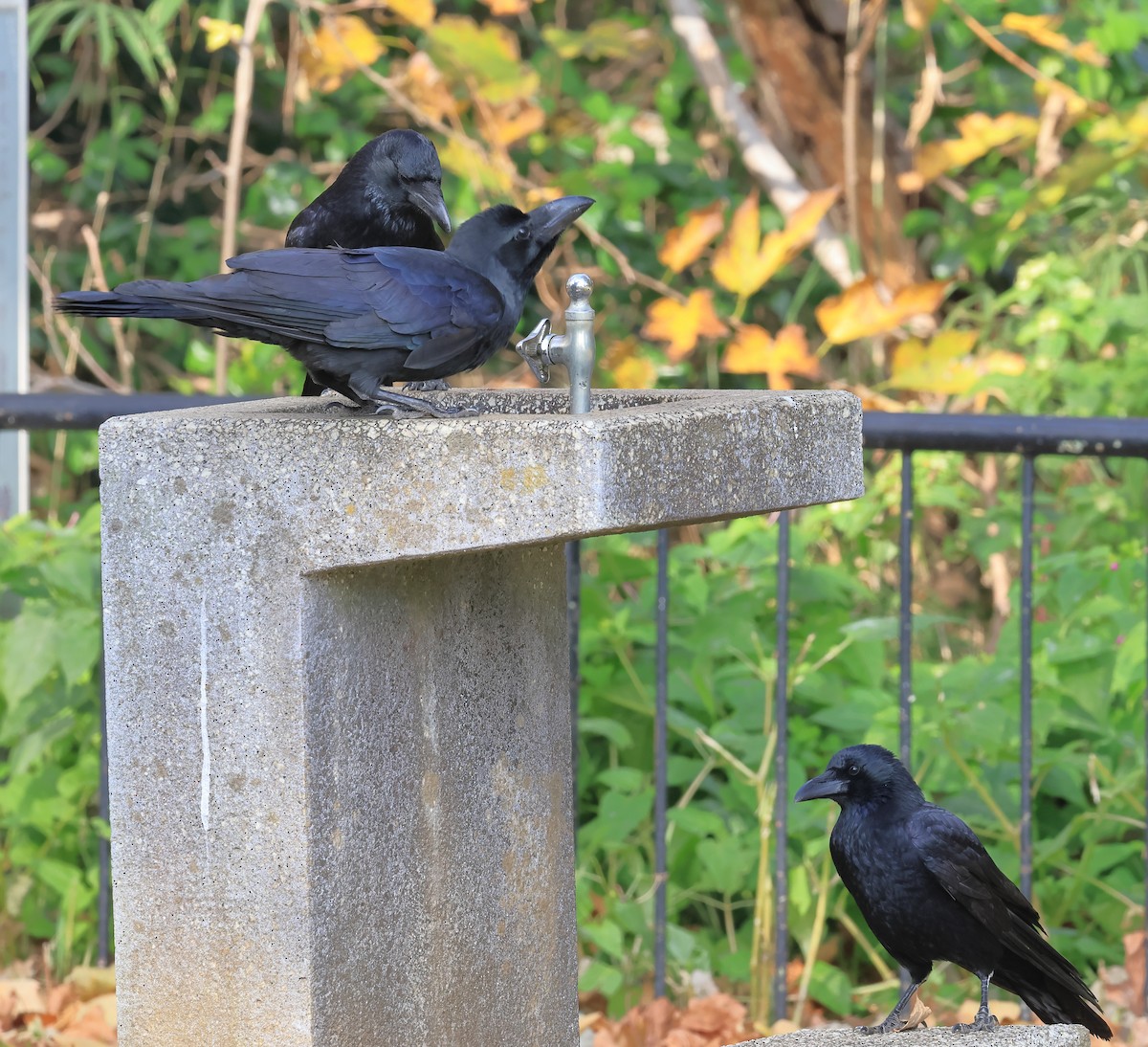 Large-billed Crow - ML646226516
