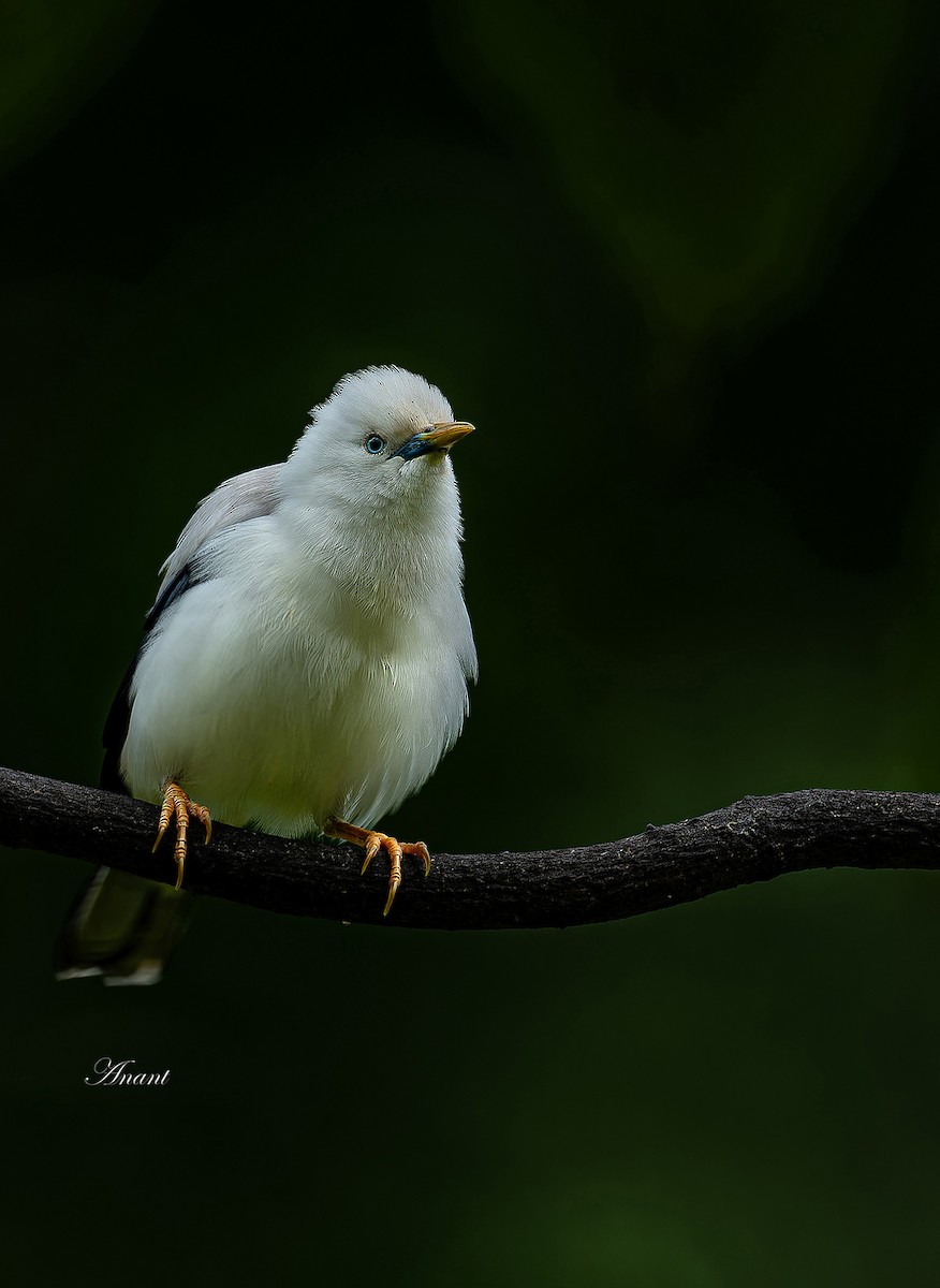 špaček bělohlavý - ML646226518