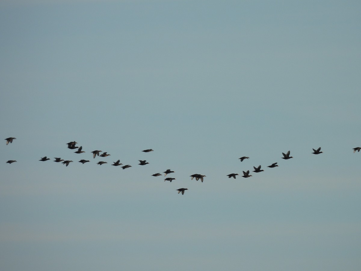 Black Scoter - ML646226519