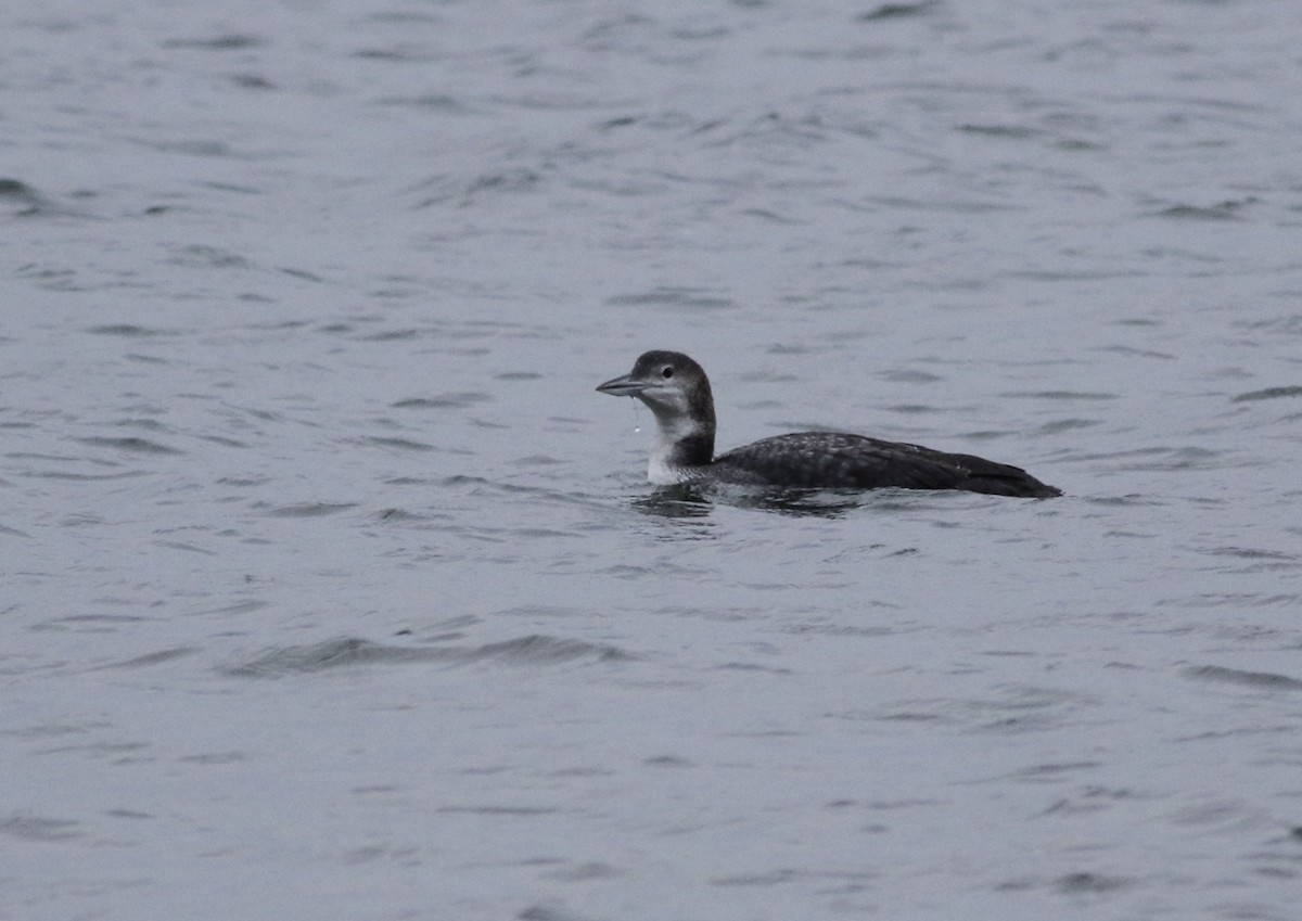 Strolaga maggiore - ML646226523