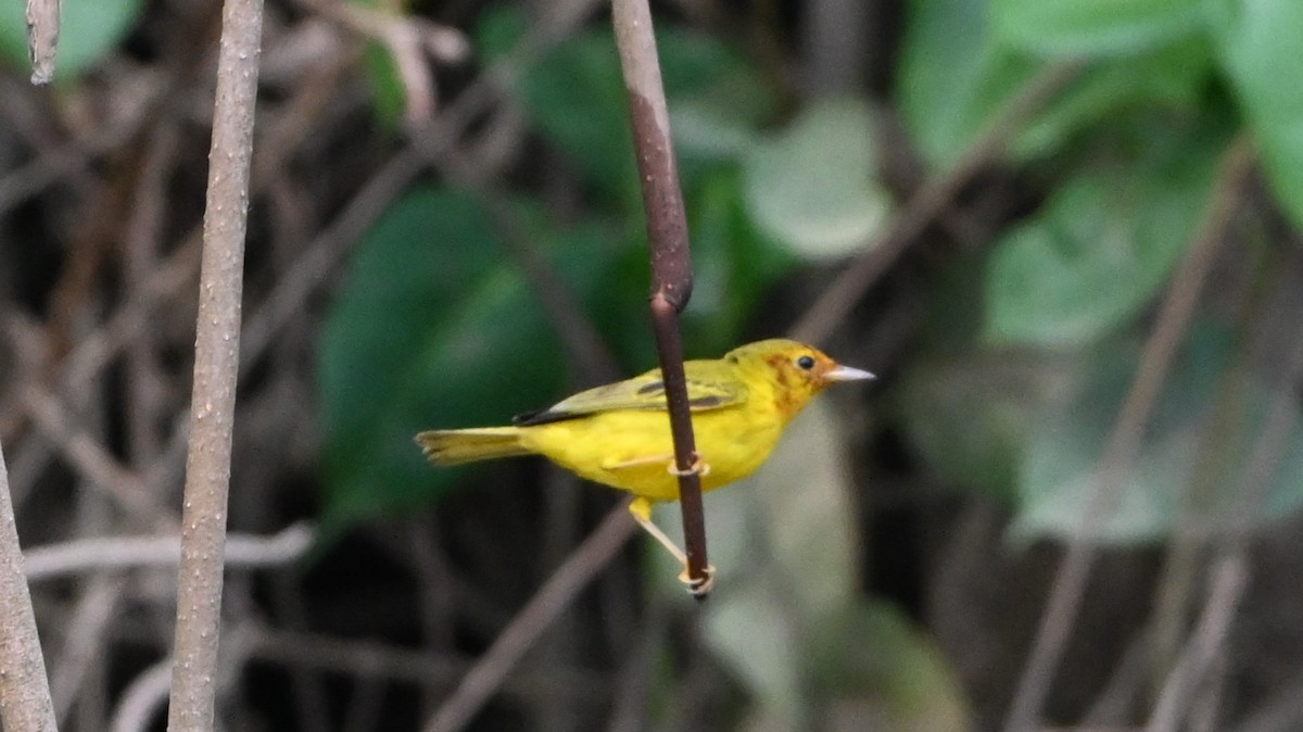 Mangrove Yellow Warbler (Panama) - ML646226524