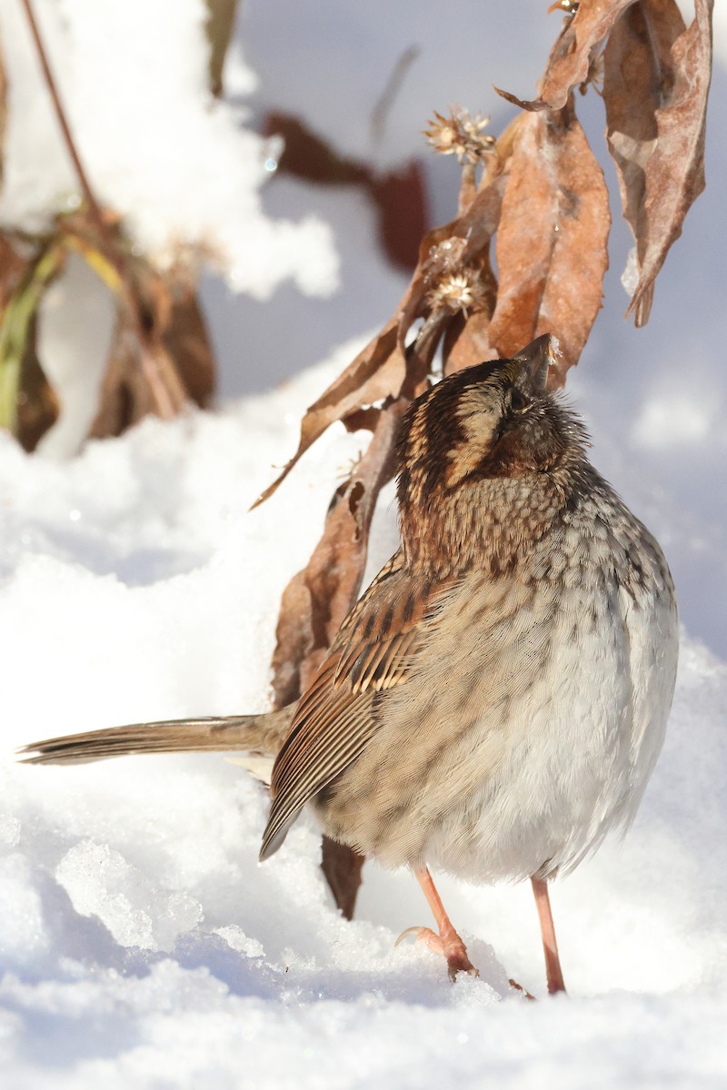 White-throated Sparrow - ML646226526