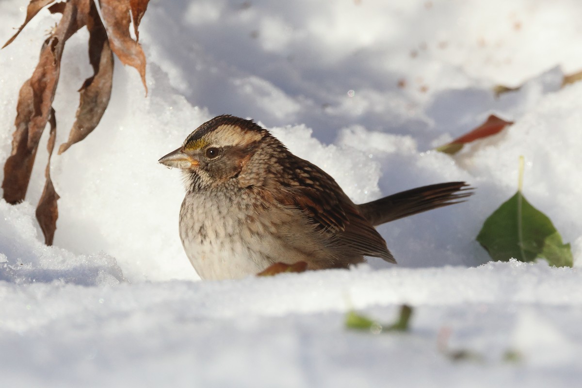 White-throated Sparrow - ML646226532