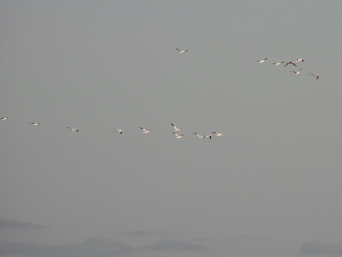 Northern Gannet - ML646226542