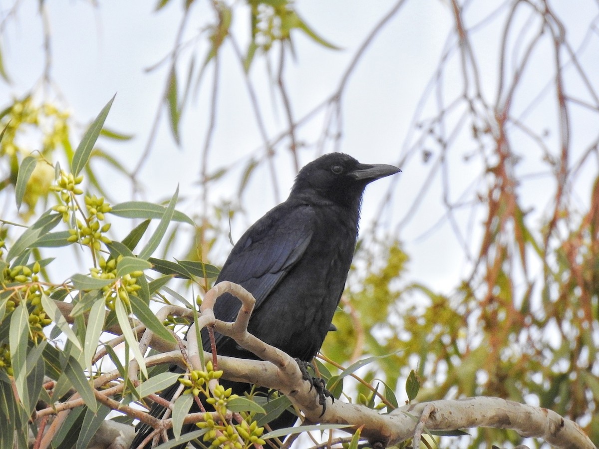 Sinaloa Crow - ML646226567