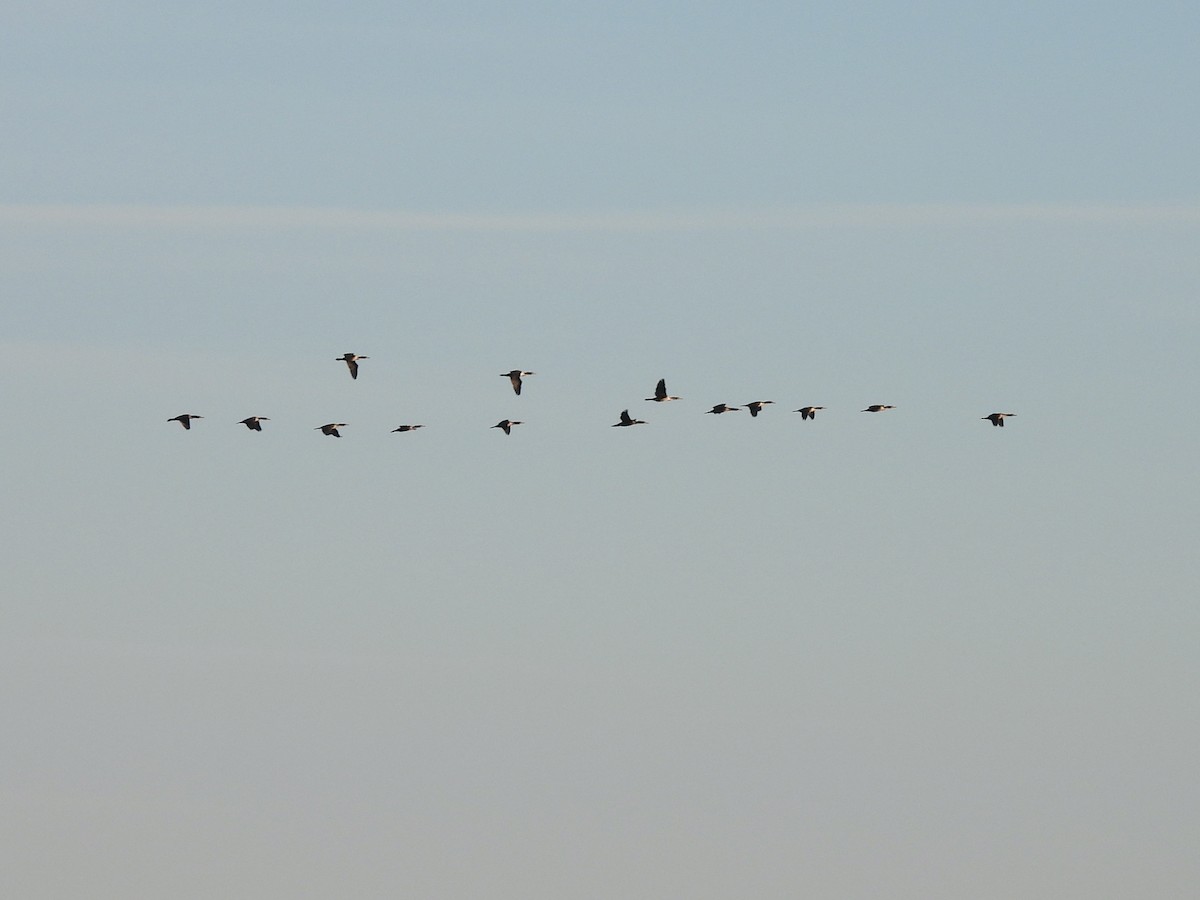 Ушастый баклан - ML646226569