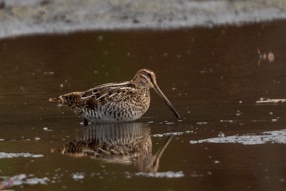 Wilson's Snipe - ML646226572