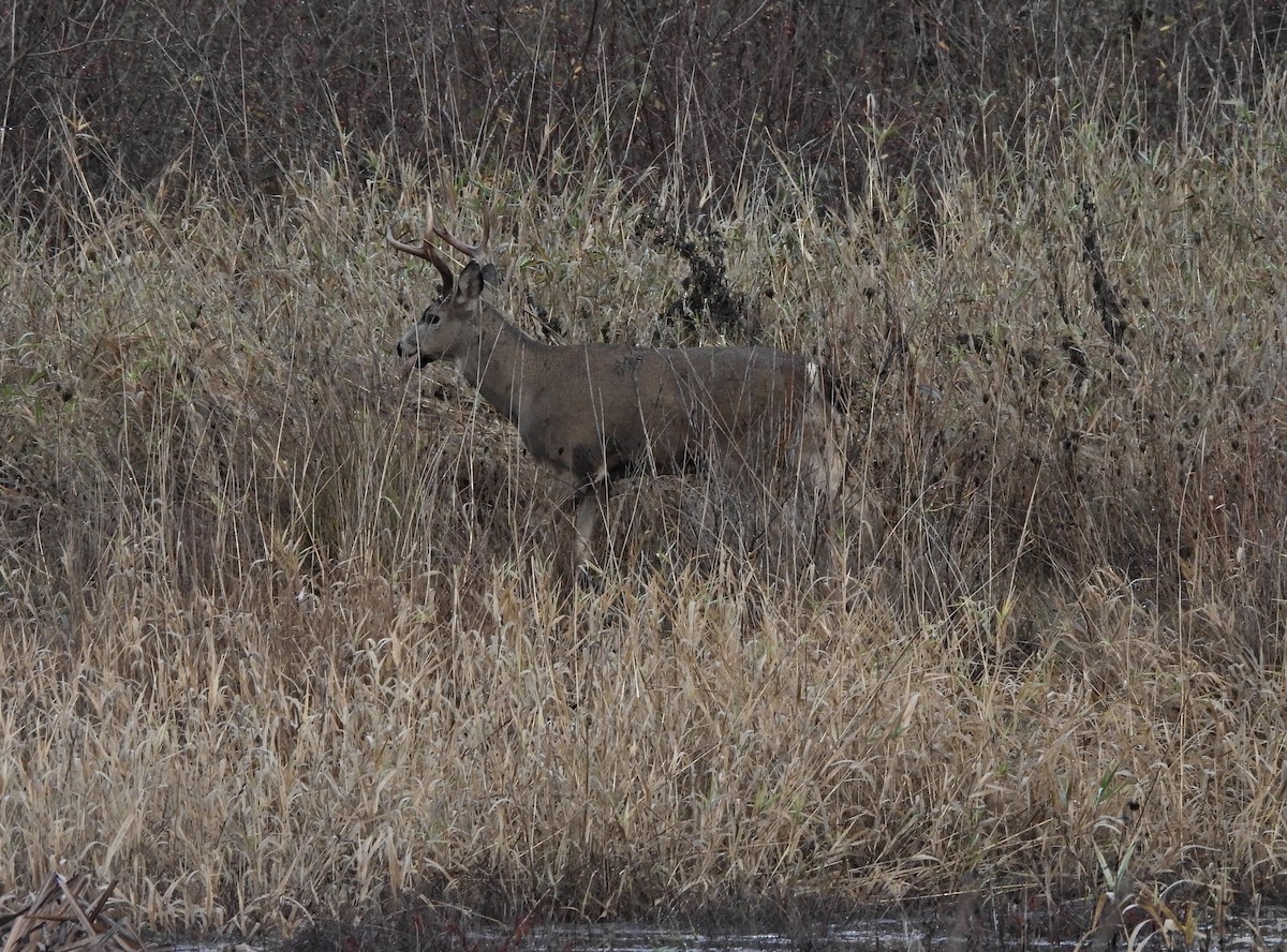 Columbian Black-tailed Deer - ML646226573