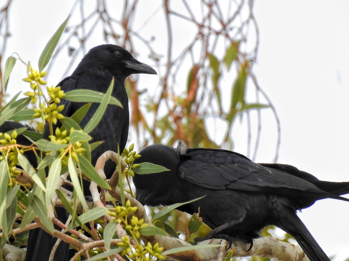 Sinaloa Crow - ML646226574