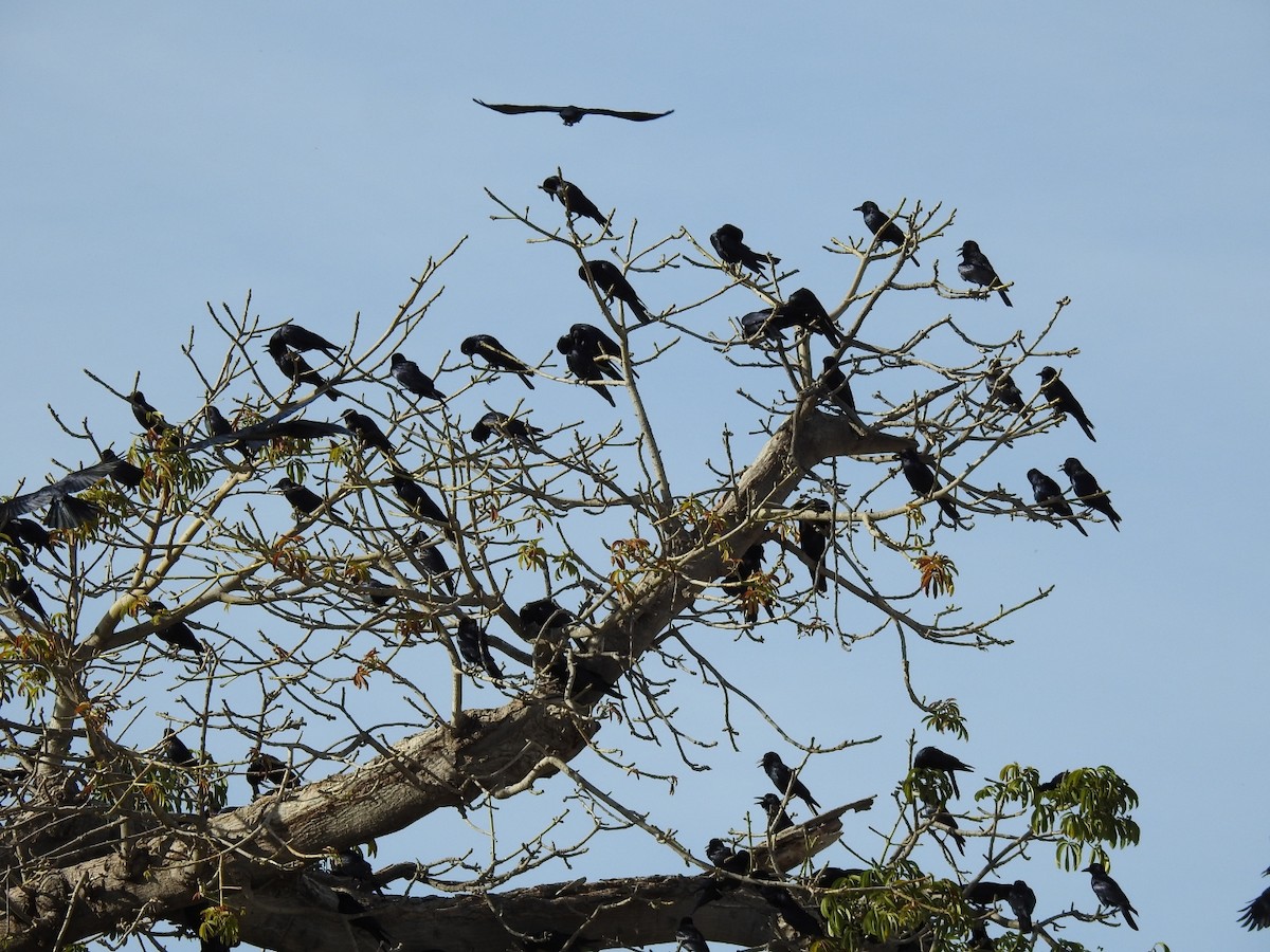 Sinaloa Crow - ML646226575