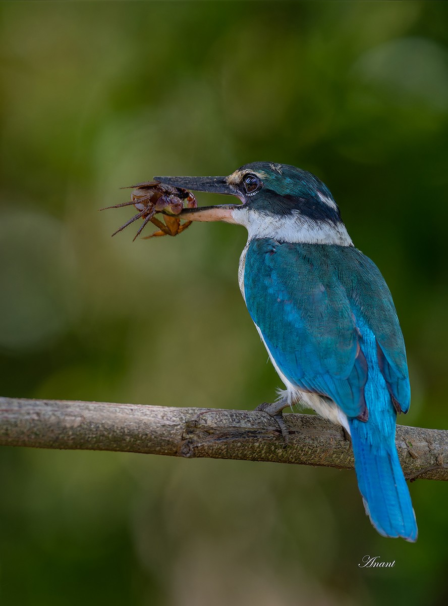 ledňáček obojkový - ML646226576