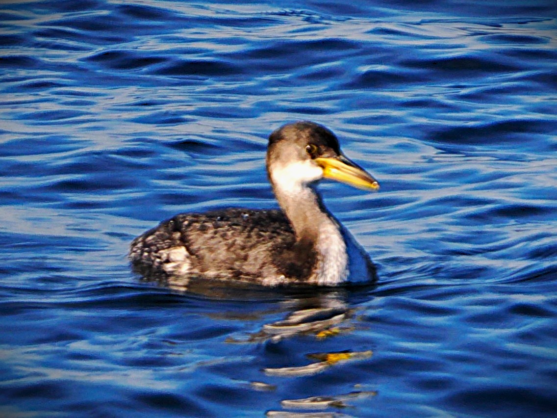 Red-necked Grebe - ML646226580