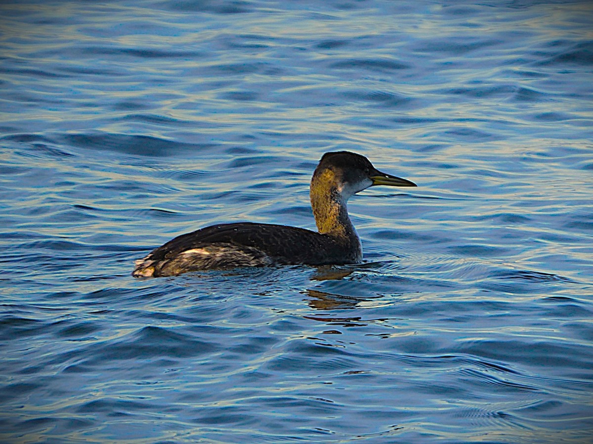 Red-necked Grebe - ML646226582