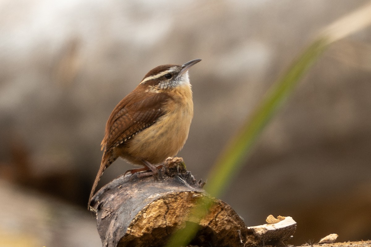 Carolina Wren - ML646226591