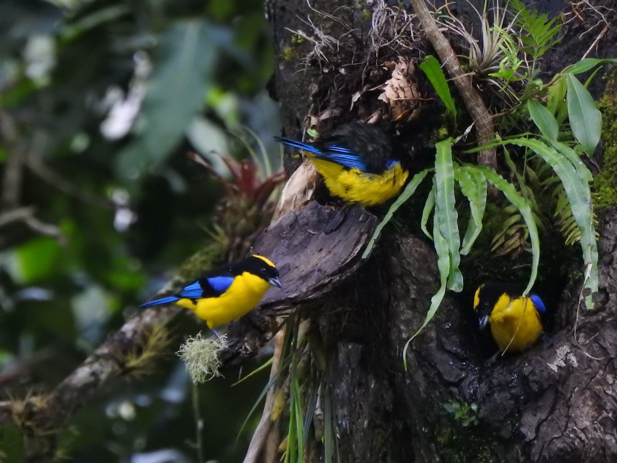 Blue-winged Mountain Tanager - ML646226594