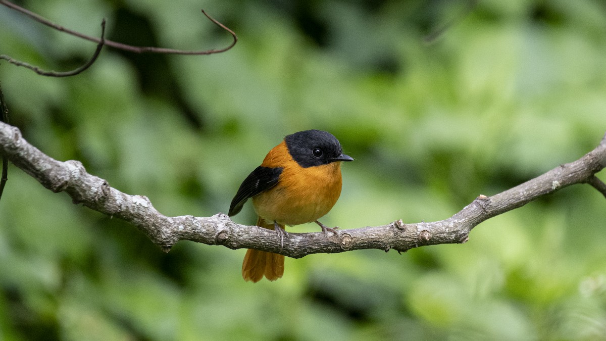 Black-and-orange Flycatcher - ML646226600