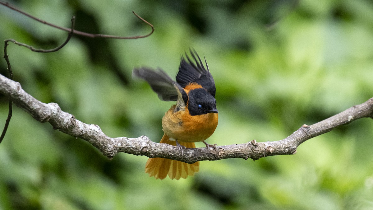 Black-and-orange Flycatcher - ML646226601